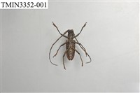 Accession Number:TMIN3352-001 Collection Image, Figure 4, Total 5 Figures